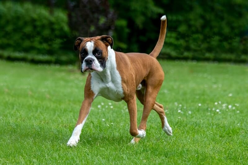 Boxer Dog