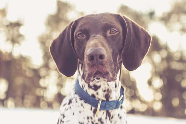 German Shorthaired Pointer Dog