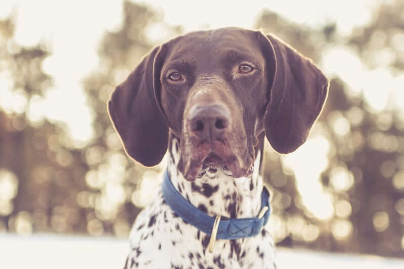 German Shorthaired Pointer Dog