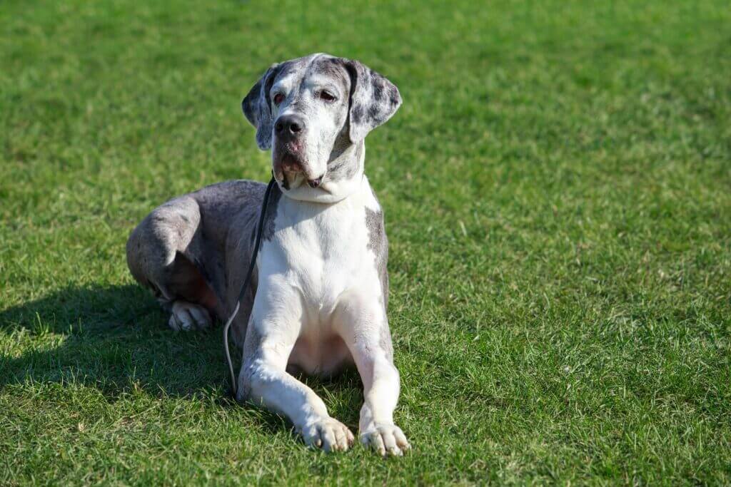Great Dane Dog