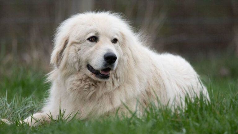 Great Pyrenees Dog