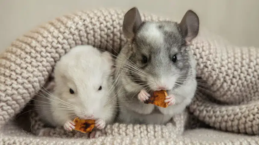 How Big is a Chinchilla?