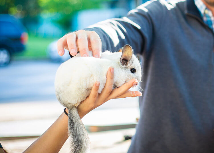 how to take care of a chinchilla