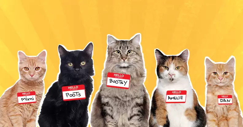 hp lovecraft cat name