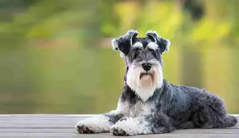 Miniature Schnauzer Dog