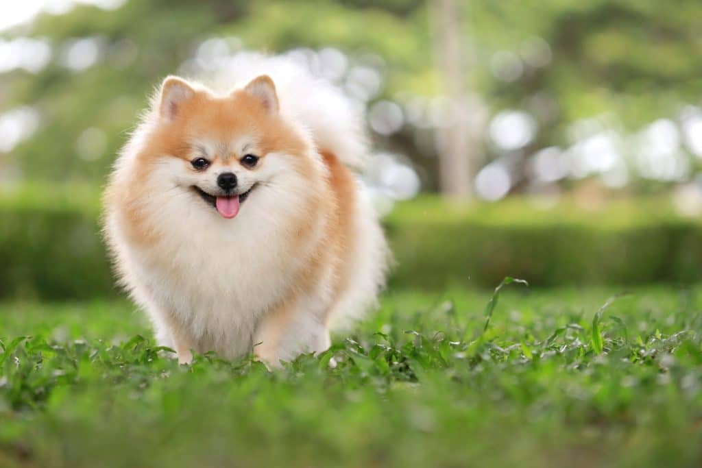 Pomeranian Dog
