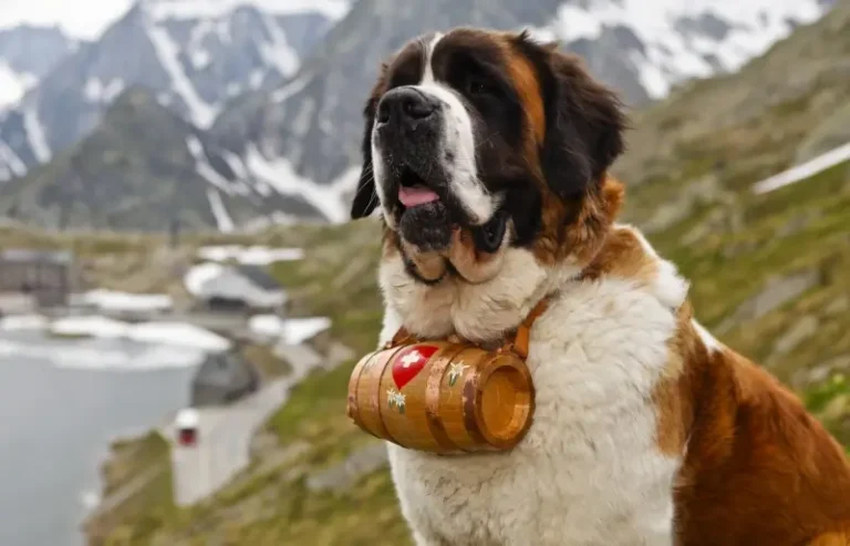 st bernard dog