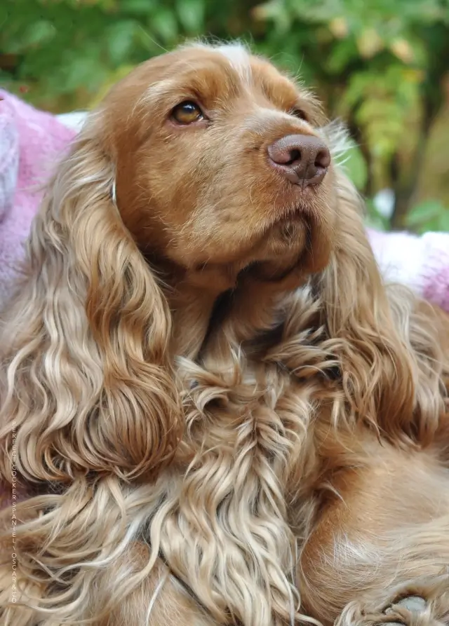 english Cocker Spaniel dog