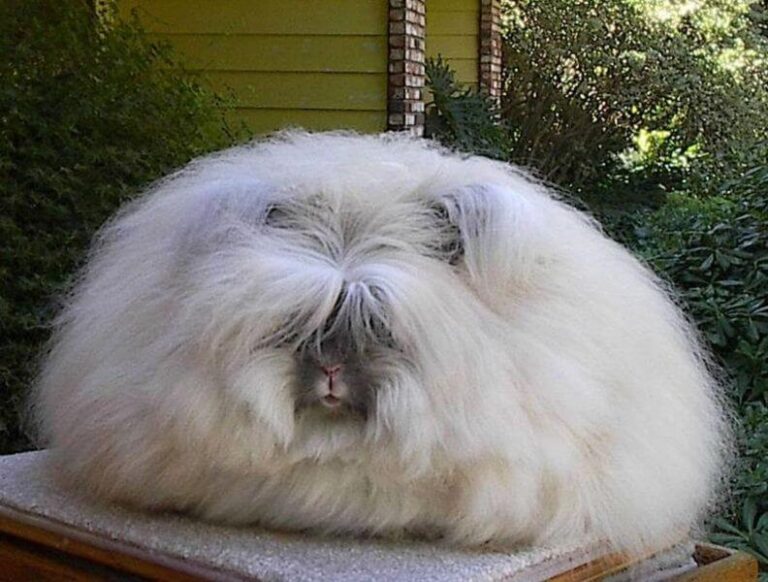 French Angora Rabbit