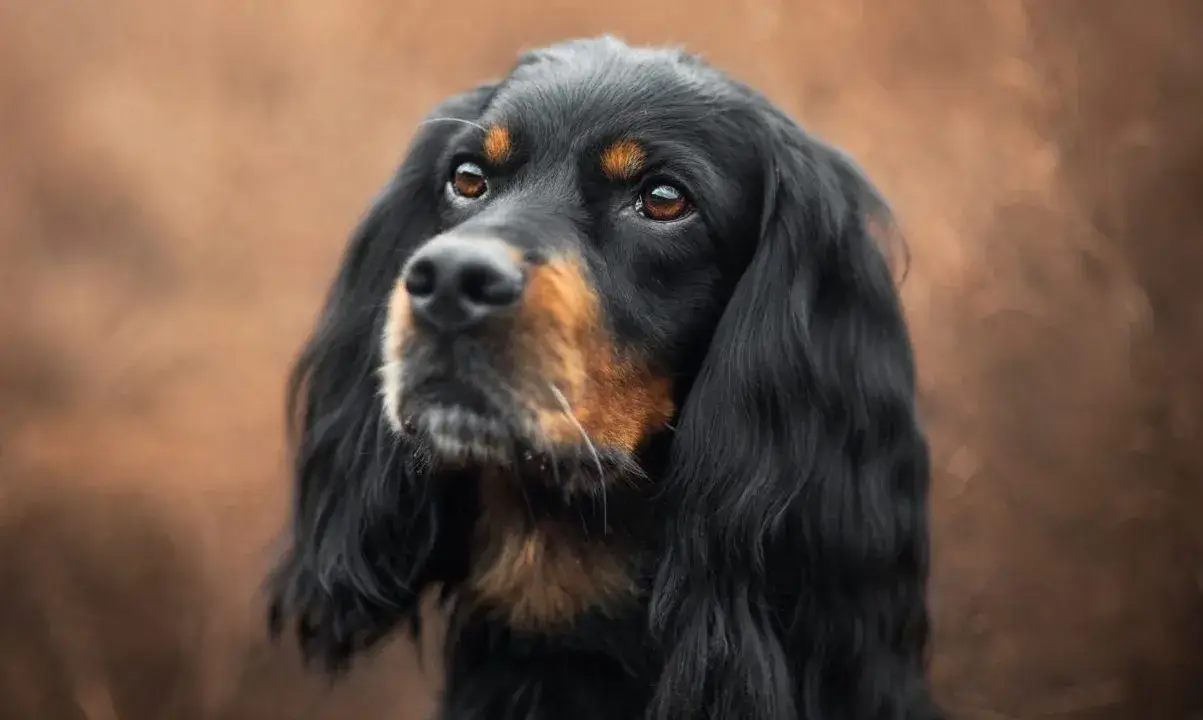 Gordon Setter dog breed