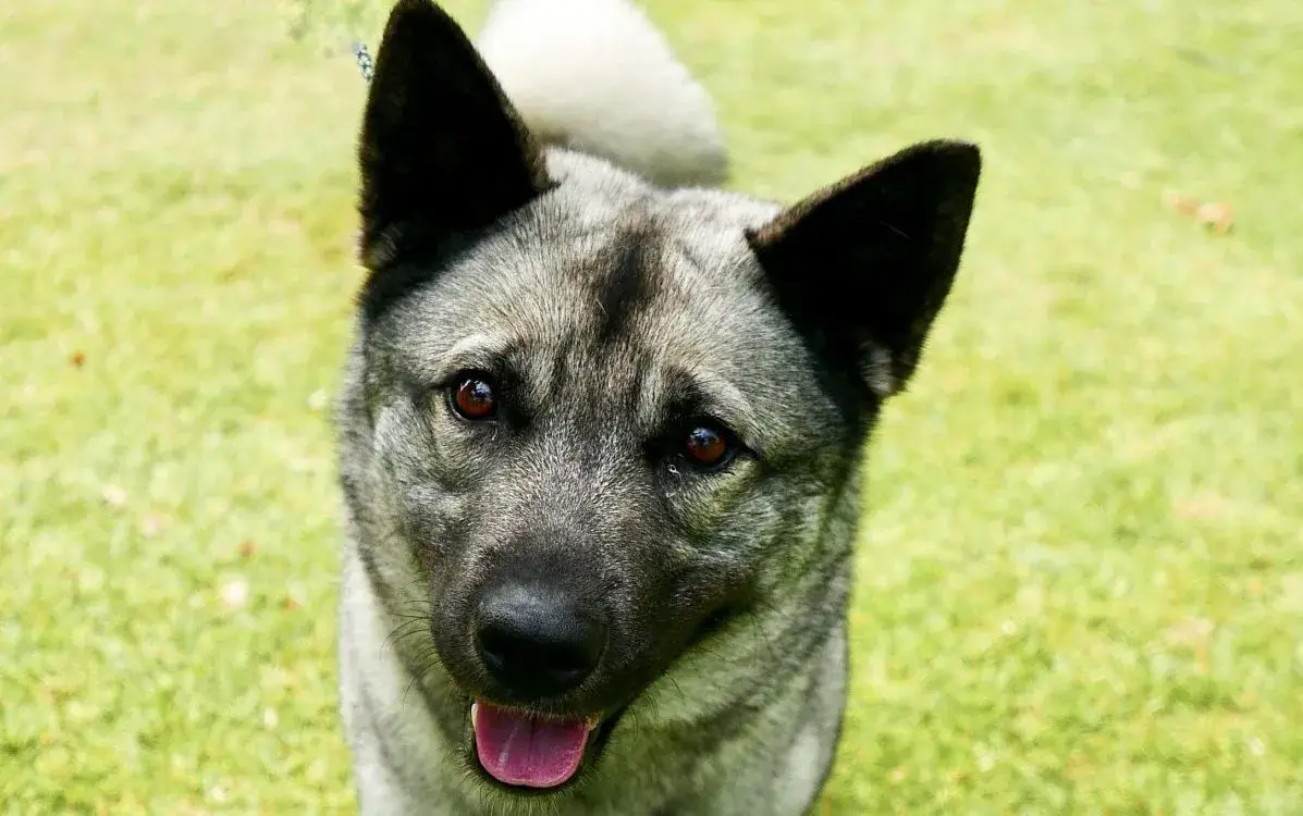 Norwegian Elkhound Dog breed