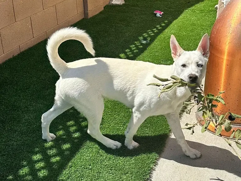 Pitsky dog