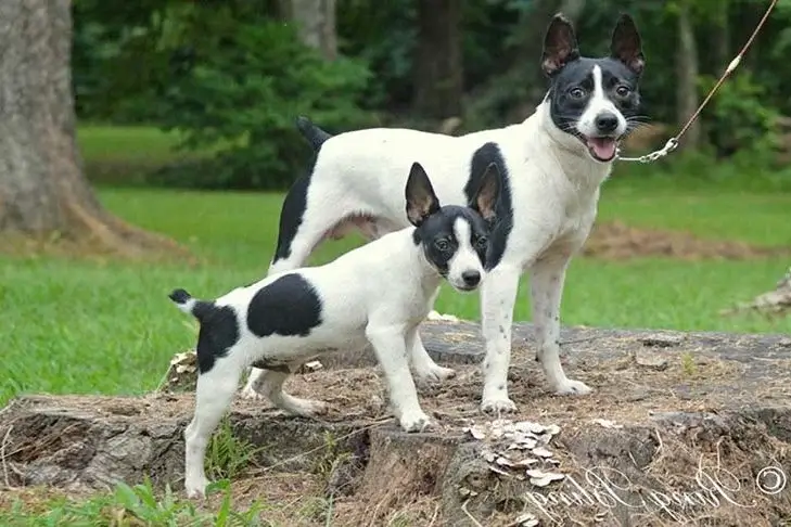 Rat Terrier Dog Breed