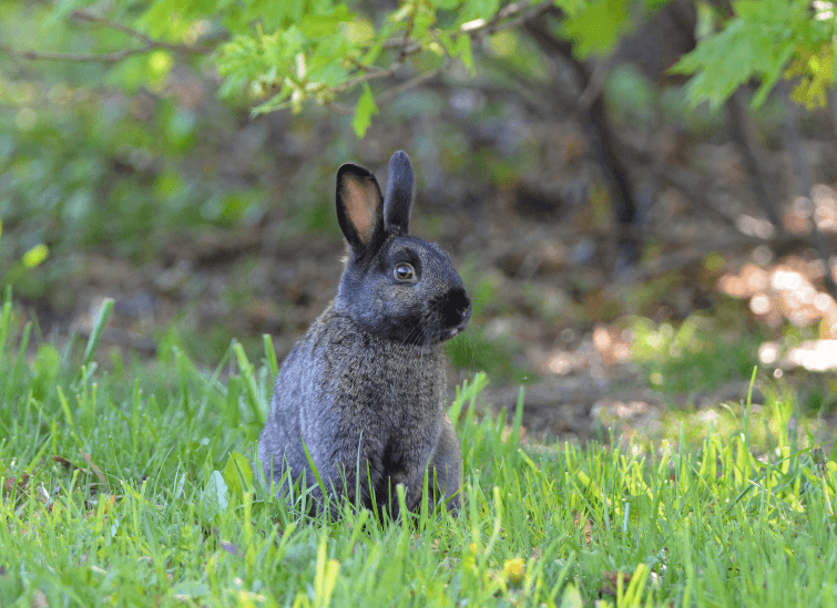 Silver Fox rabbit