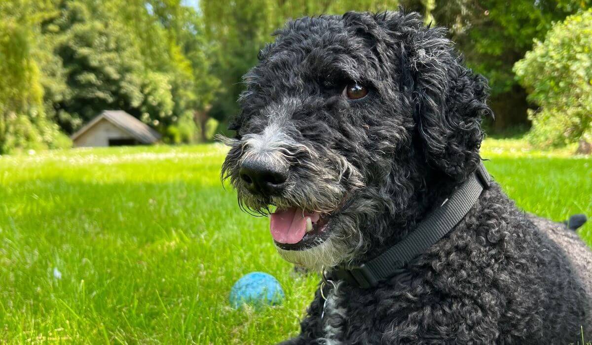 Spanish Water Dog breed