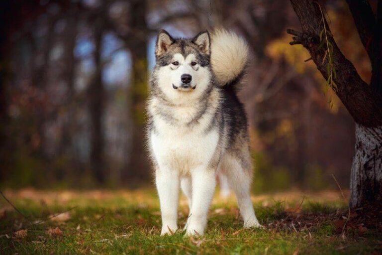 Alaskan Malamute Dog