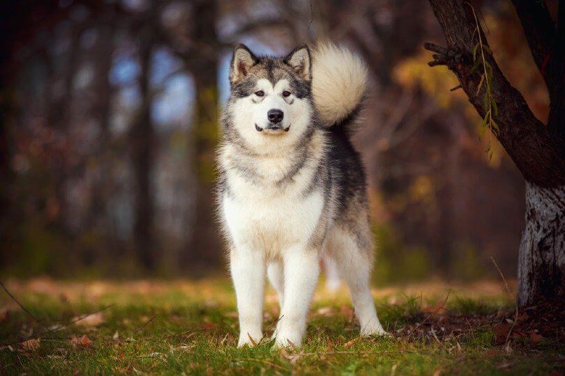 Alaskan Malamute Dog