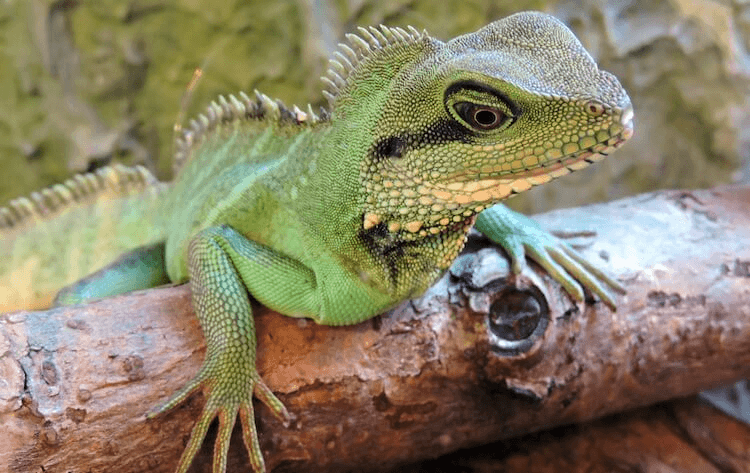 best pet lizards