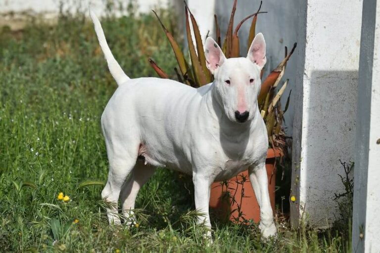 Bull Terrier dog