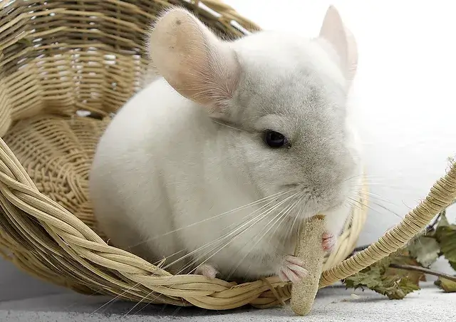 chinchilla facts