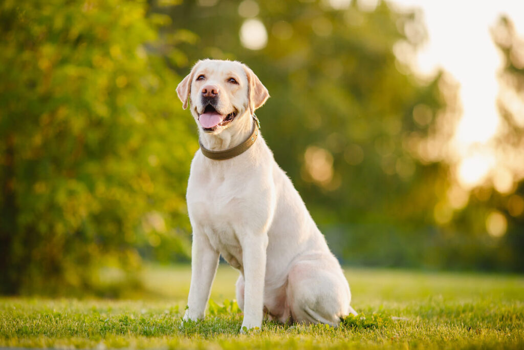 Labrador Retriever dog