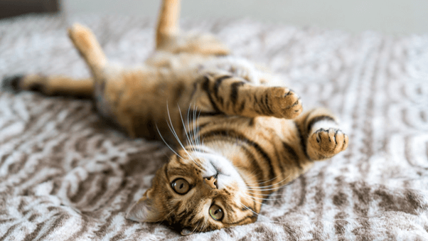 Animals That Make Great Pets
