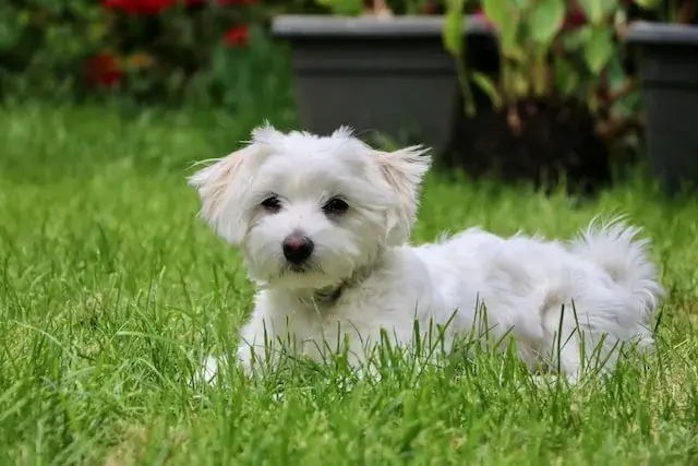 maltese dog breed