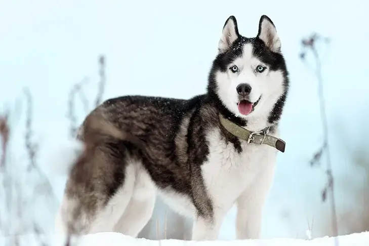 Siberian Husky dog