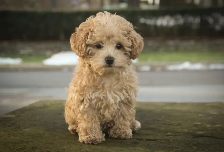 Teacup Poodle dog breed