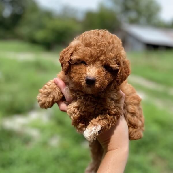 Teacup Poodle Dog Breed
