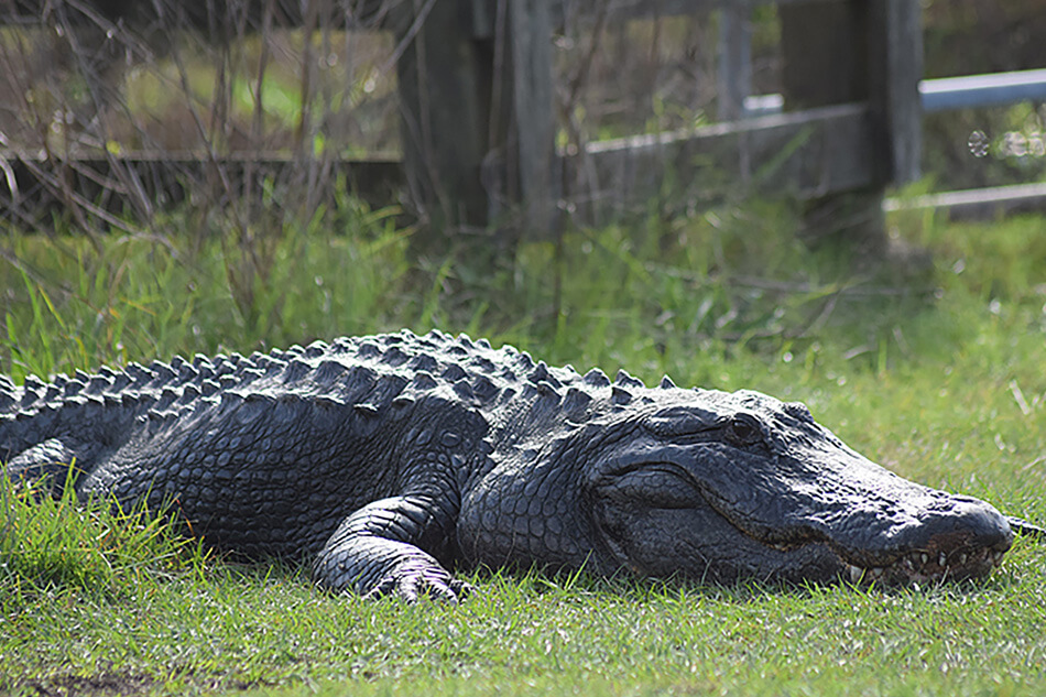 Alligator Characteristics