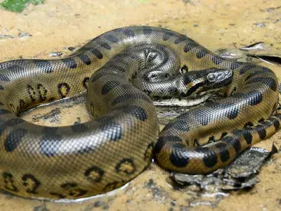 Anaconda