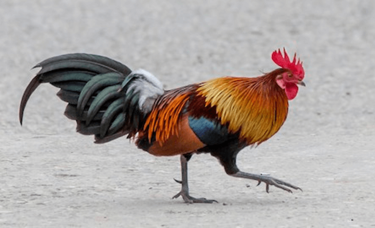 Junglefowl