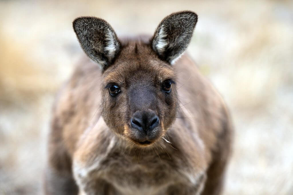 Kangaroo Characteristics