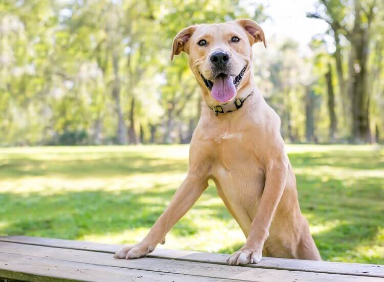 Pitbull Lab Mix Dog