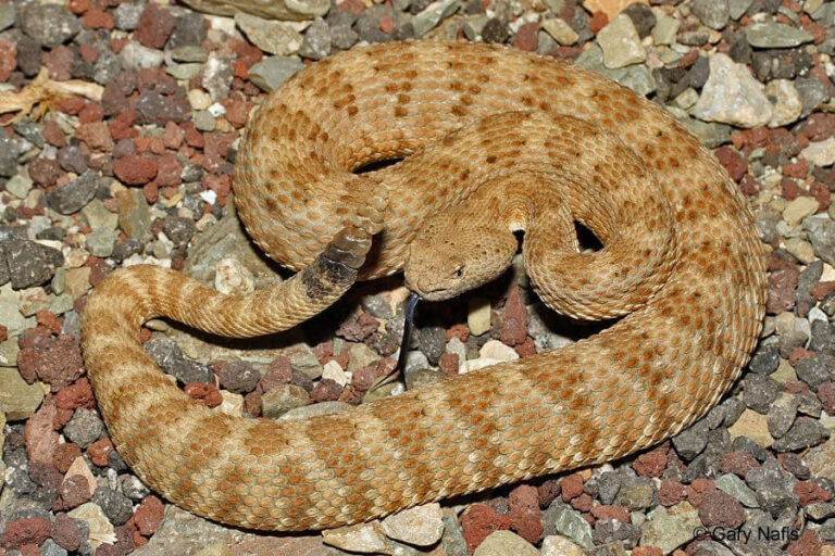 Rattlesnake