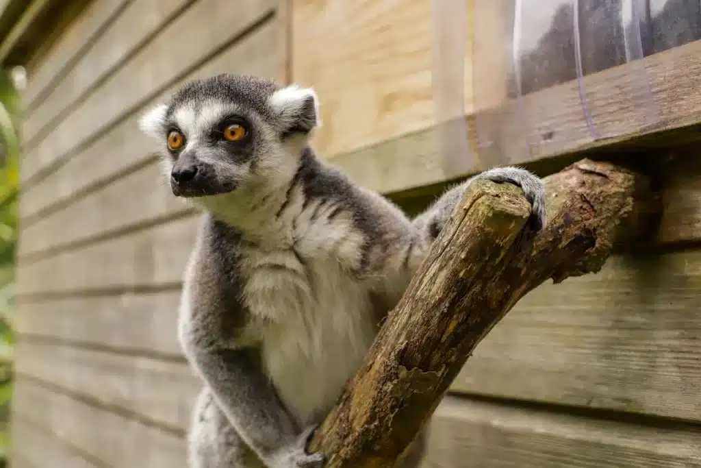 Ring-tailed Lemur Behavior