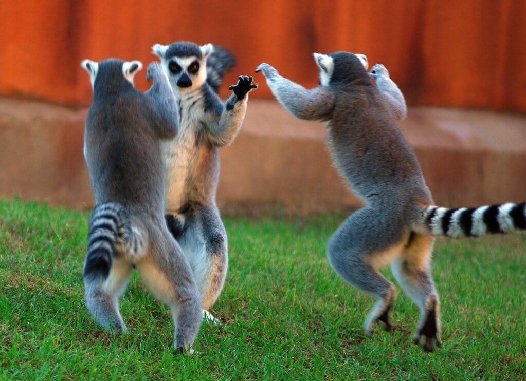 Ring-tailed Lemur Characteristics