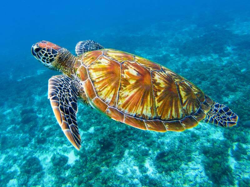 Sea Turtle Behavior