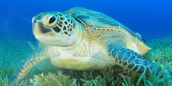 Sea Turtle Characteristics