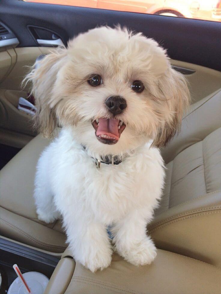 Shih Tzu Bichon Mix Dog Breed
