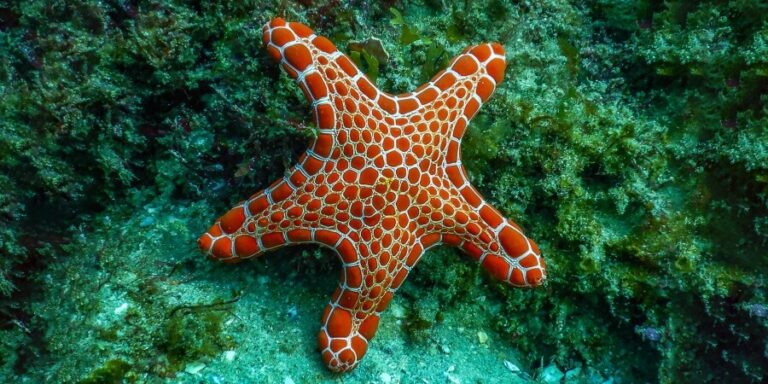 Starfish