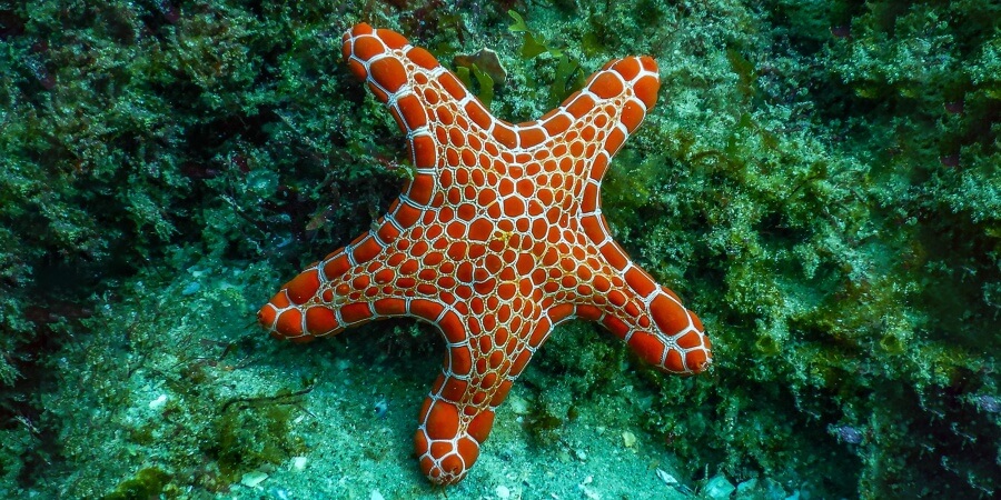 Starfish