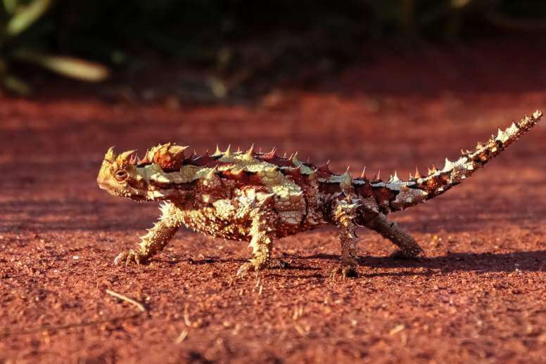 Thorny Devil Behavior
