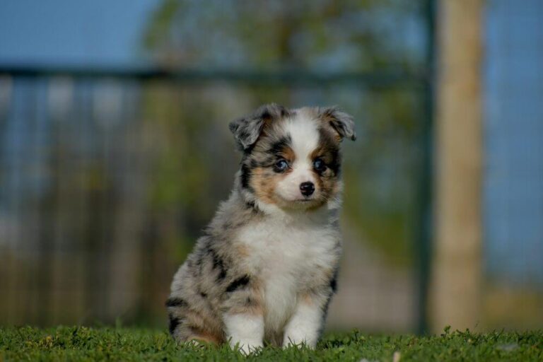 Toy Aussie Mix dog breed