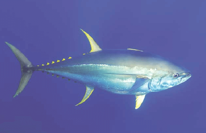 Yellowfin Tuna Characteristics