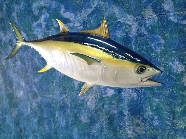 Yellowfin Tuna (Thunnus albacares)