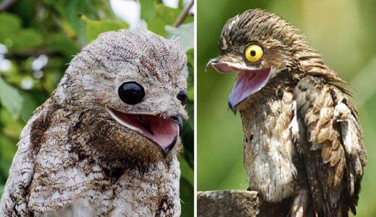 Great Potoo