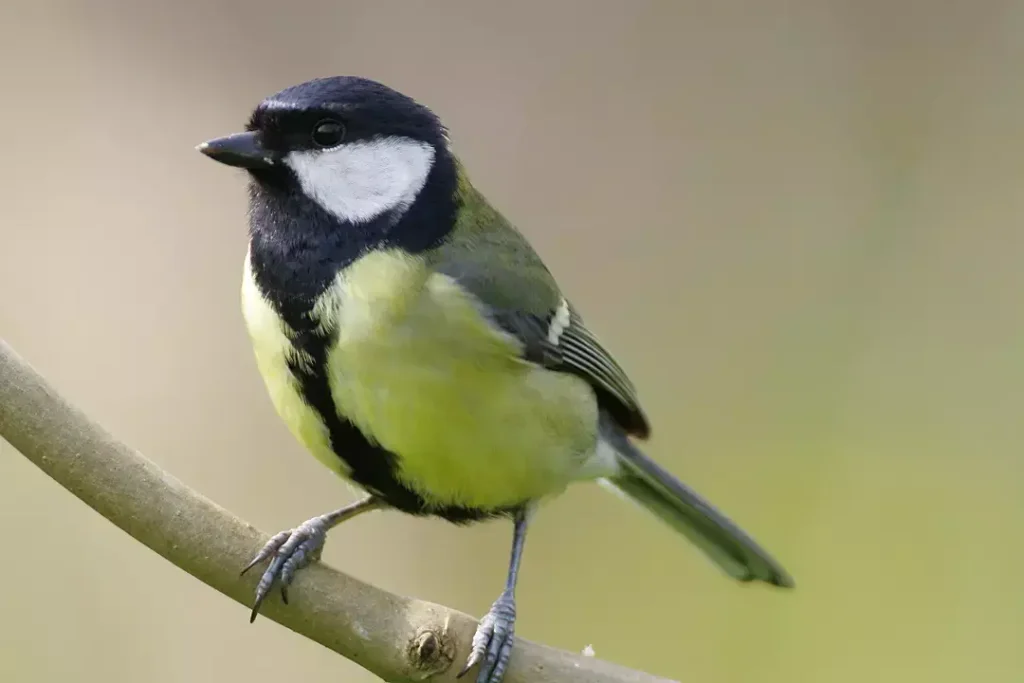 great tits bird Characteristics