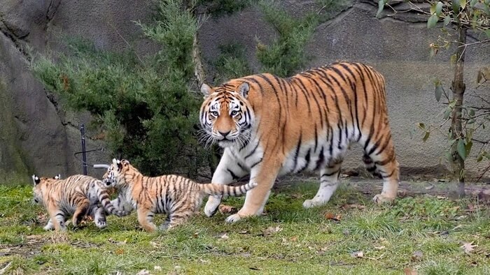 tiger names